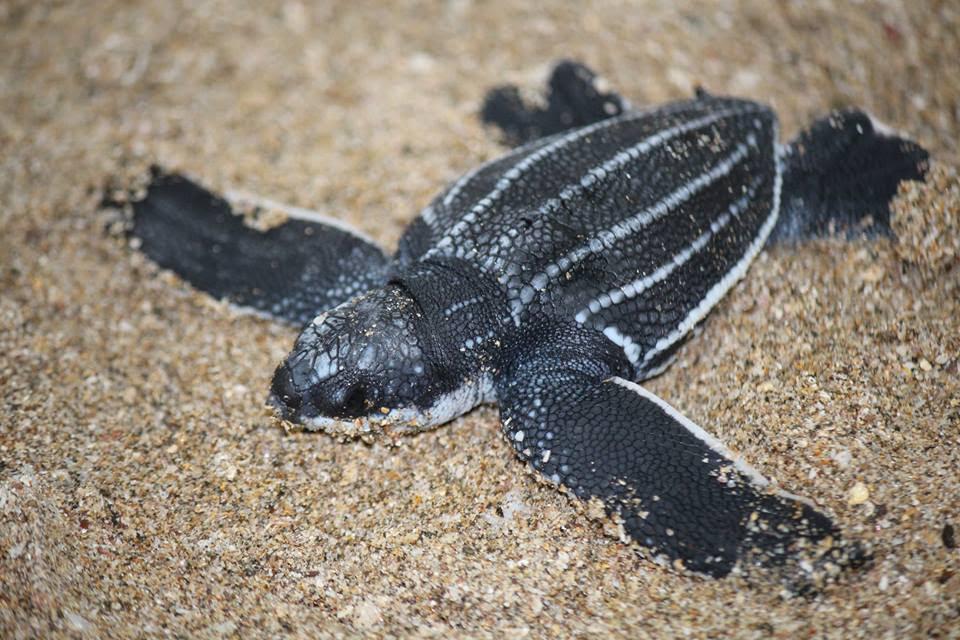 Night watch volunteers protect turtle eggs in Costa Rica – The Campus