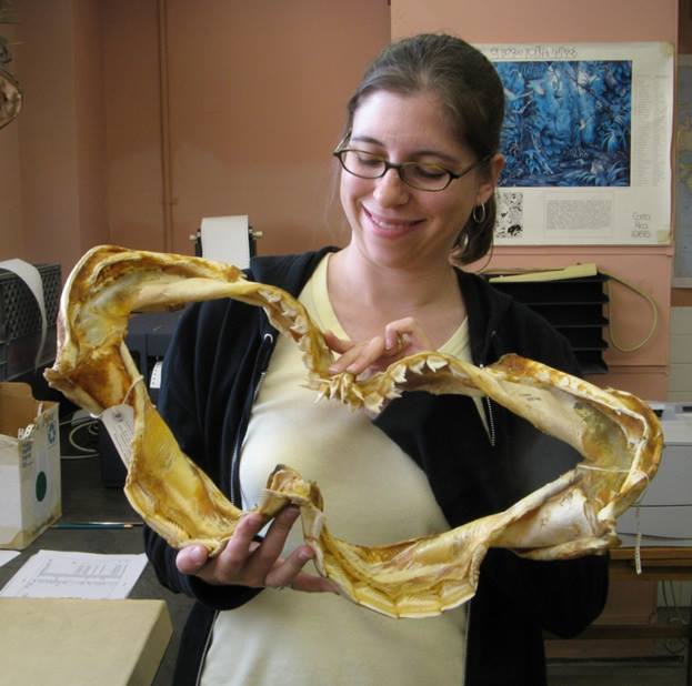 Professor of Biology Lisa Whitenack holds a T-Rex jaw.