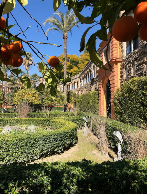 Orange trees in the gardens of Real Alcázar on Feb. 13, 2019.