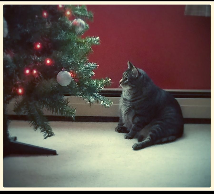 A+very+plump+house+cat+gazes+at+a+Christmas+tree.