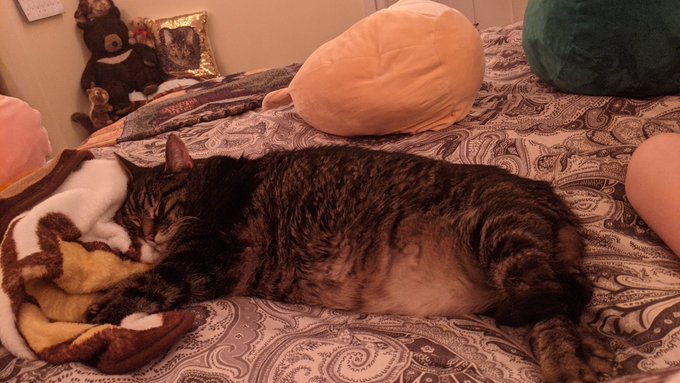 A fat cat is sleeping, outstretched, with his large belly on full display.