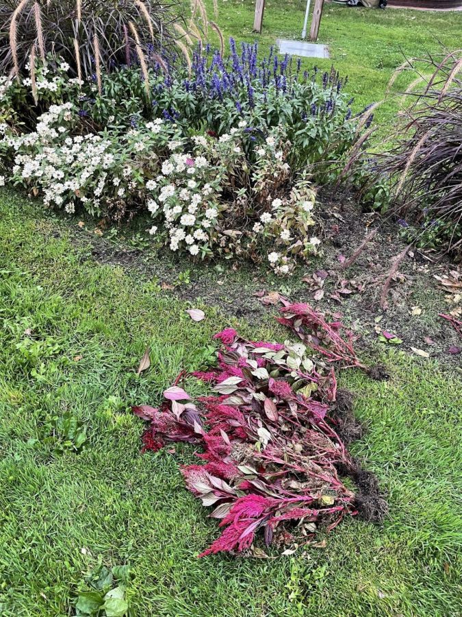 The red celosias, white zinnias, and purple salvias that populate DeArment Park are being taken out of the ground. The selocias will be repurposed later in the year as winter decorations for the Market House downtown.
