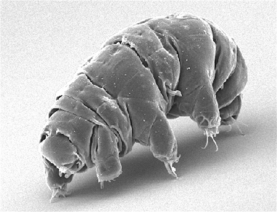 A microscope image of a tardigrade. Tardigrades, also known as water bears or moss piglets, are typically 1 nanometer but can be even smaller in size. 