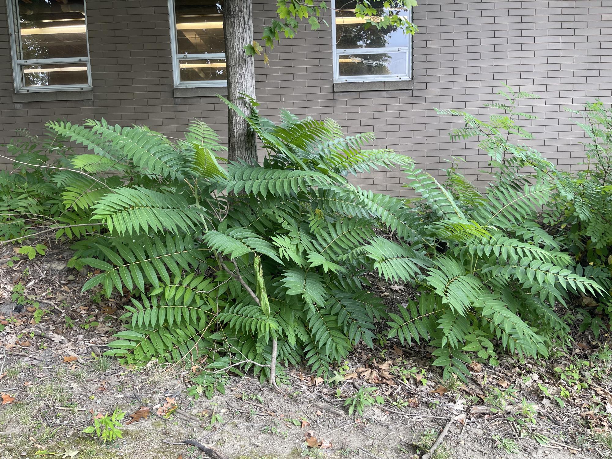 Young Tree of Heaven sprouts line the building adjacent to the parking lot. The tree is invasive and spreads incredibly efficiently, throttling nearby native trees.