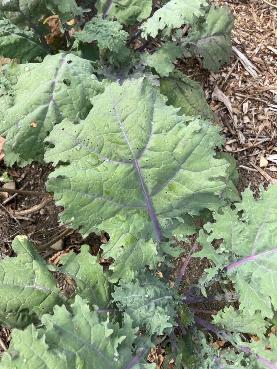 Red Russian Kale: Kale’s anti-bitterness critics should consider giving this variety a second chance to prove its merits on the plate. The LA Times proclaims that “red-stemmed Russian kale may be the sweetest of all.”