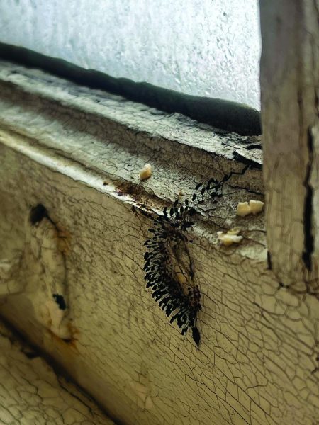 The slime mold protrudes from the men’s bathroom windowsill in Oddfellow Hall’s philosophy wing. The mold has formed fruiting stalks to spread further.