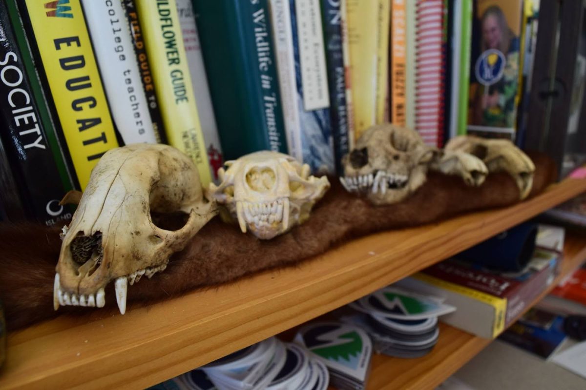 Assistant Professor of Environmental Science Kelly Pearce displays her skull collection along her bookshelf.